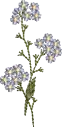 Flores 4