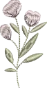 Flores 5