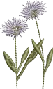 Flores 6