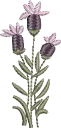 Flores 10 