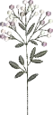 Flores 12