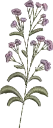 Flores 14