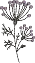 Flores 13 (cópia)